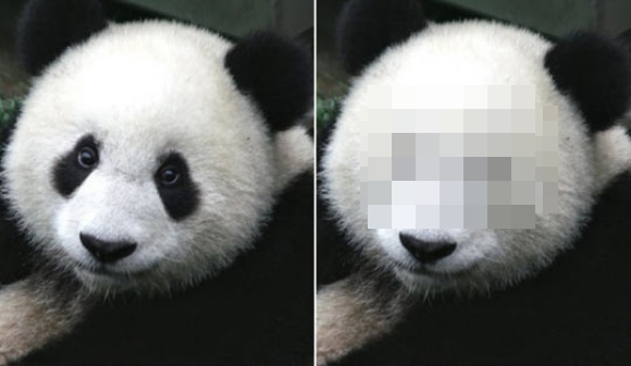 After seeing this panda, men will finally understand why women wear so much makeup