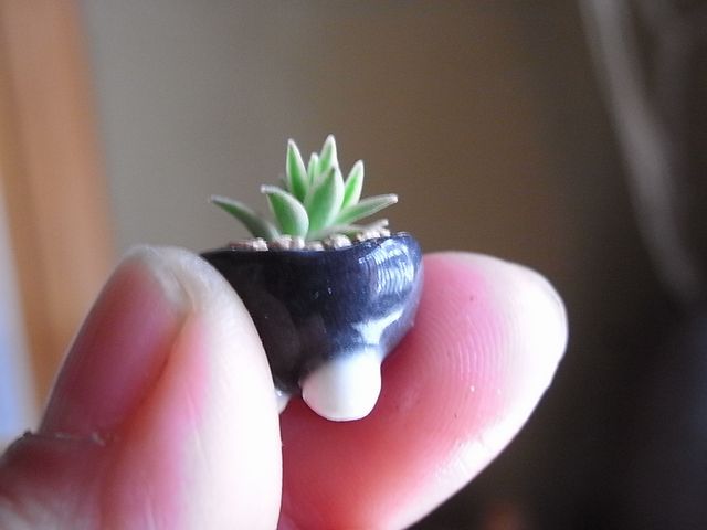 Check out these super-ultra-teeny-tiny bonsai! 【Photos】