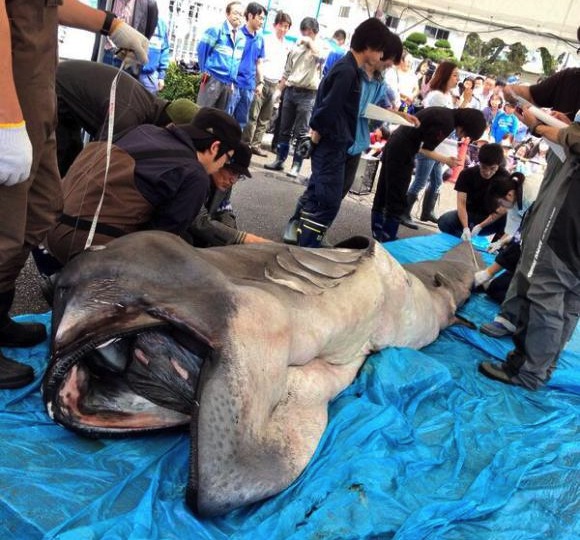 Japanese museum celebrates Golden Week by publicly dissecting rare sea creature 【Photos】