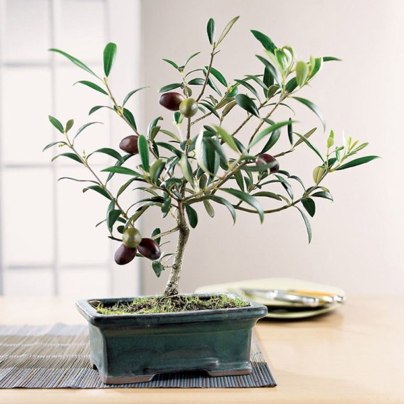 2014.05.17 olive bonsai