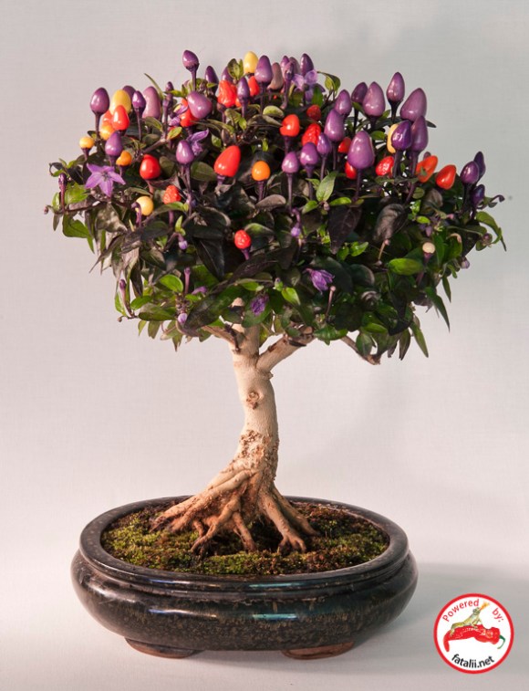 2014.05.17 peppers bonsai ii