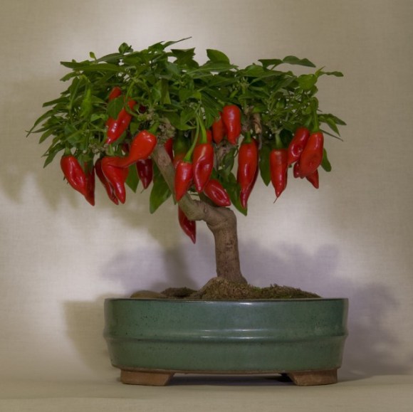 2014.05.17 peppers bonsai