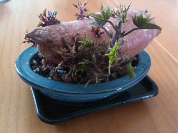 2014.05.17 sweet potato bonsai