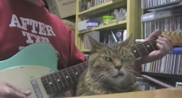 Zen cat proves the ultimate high comes from music【Video