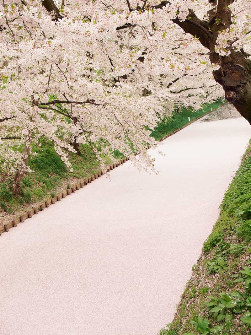 Fallen cherry blossoms make gorgeous “sakura carpet” at Hirosaki