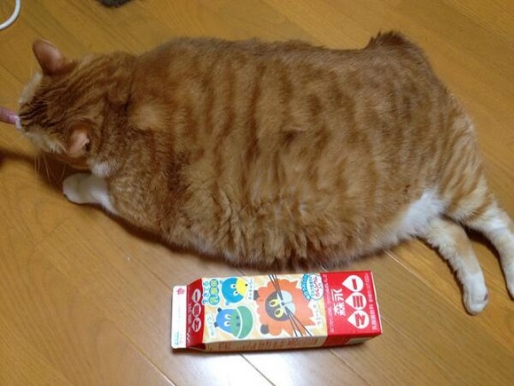 This massive ball of fur is the cat-of-the-moment on Twitter in Japan!【Photos】