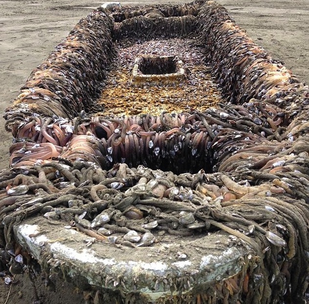 Boat believed to be debris from Japan’s 2011 tsunami drifts all the way to Washington