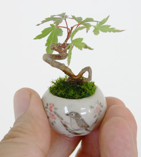 Check out these super-ultra-teeny-tiny bonsai! 【Photos】 | SoraNews24 ...