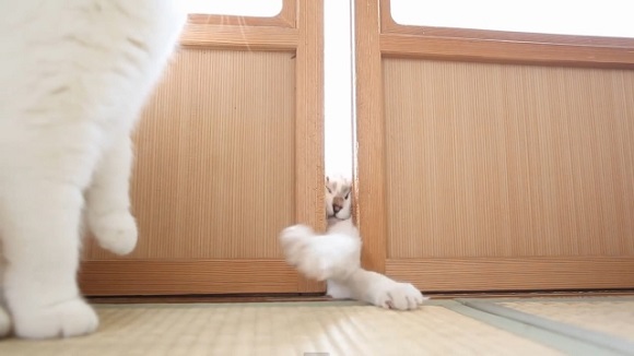 Time to procrastinate! A cat fights its way through a door and other videos