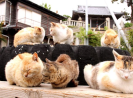 Japan's “cat island” Aoshima is being overwhelmed by tourists