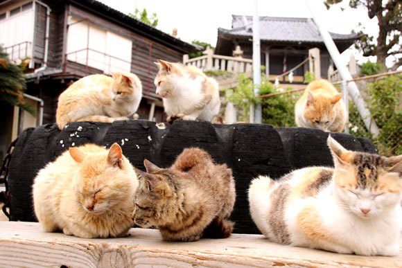 Is Japan’s Cat Island in danger of turning into the Island of Fat Cats?