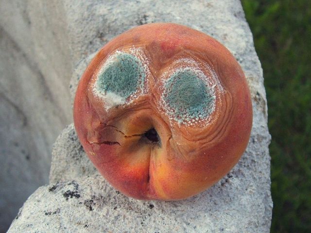 rotting peach