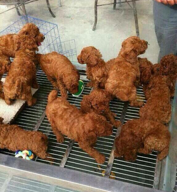 Delicious fried chicken or adorable puppies? You decide
