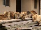 Japan's “cat island” Aoshima is being overwhelmed by tourists