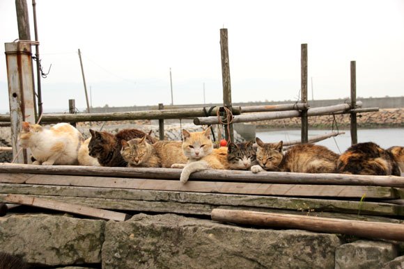 Aoshima Island has 100 cats, and we photographed almost all of them |  SoraNews24 -Japan News-