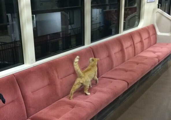 Cat takes a trip on a train, just like in a Studio Ghibli movie!