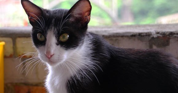 Visiting Taiwan’s cat village, where the cats are ready for cuddles ...