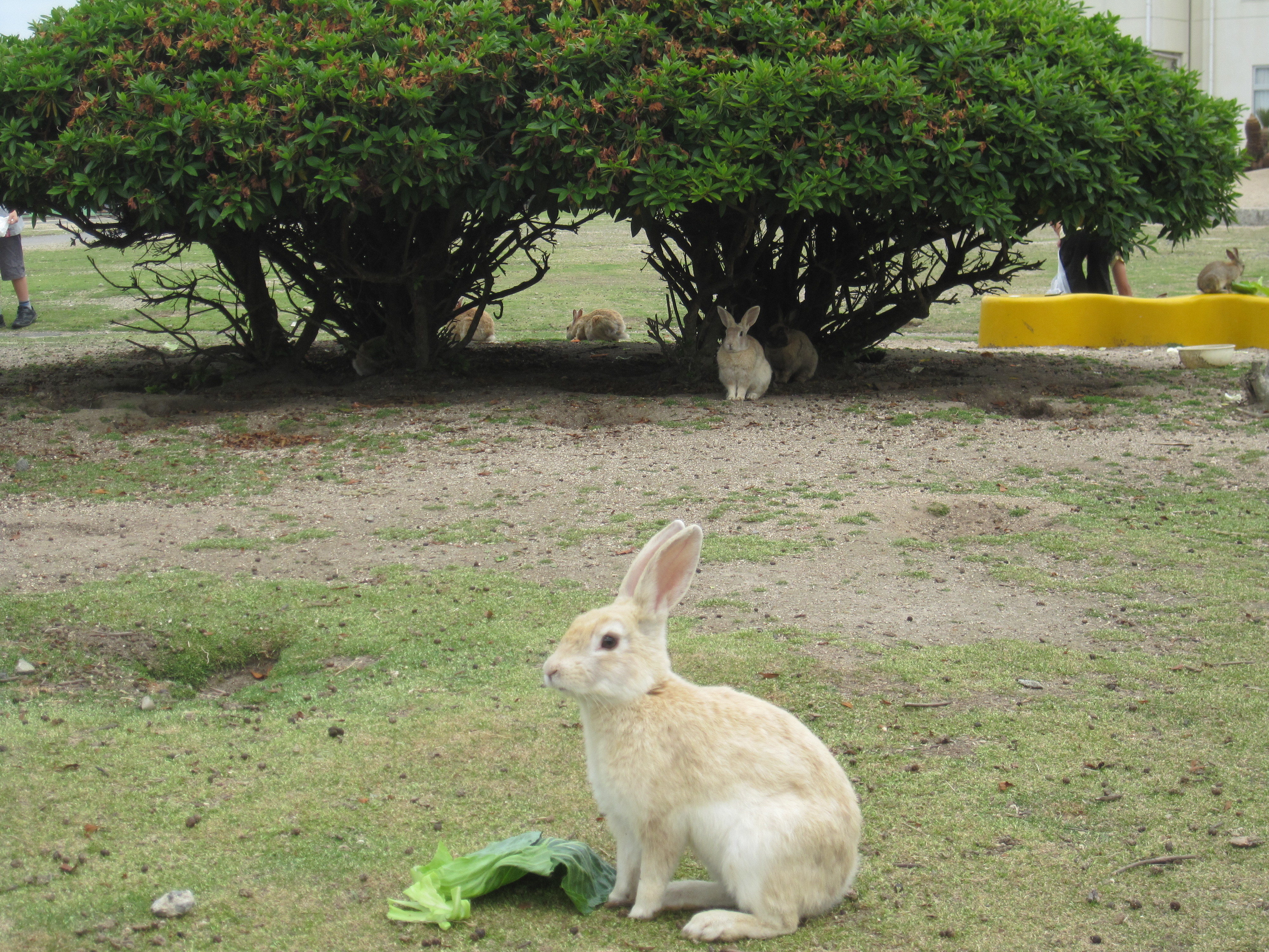 Japan's Rabbit Island – Yes, it really does exist