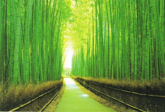 Kyoto Arashiyama's Sagano Bamboo Forest grove, 嵯峨野竹林　京都　嵐山