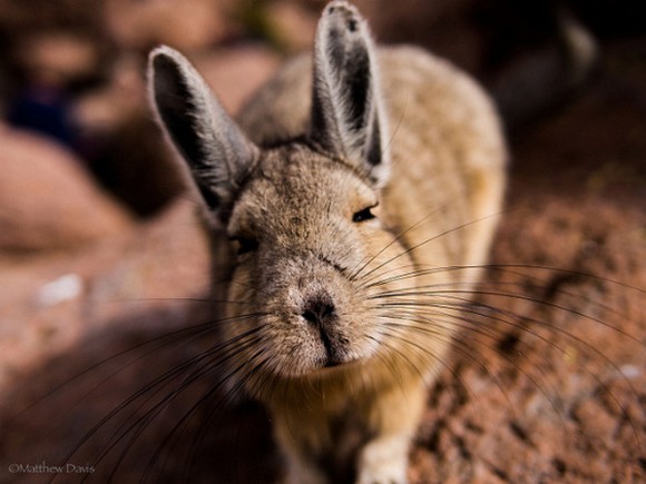 That's not a rabbit, that's Mother Nature's version of Pikachu (also known  as Viscacha)【Photos】 | SoraNews24 -Japan News-