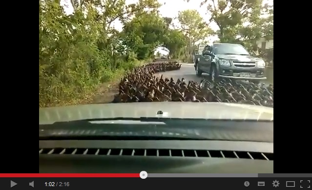 Cute d’état! Thousands of ducks take to the streets in Thailand