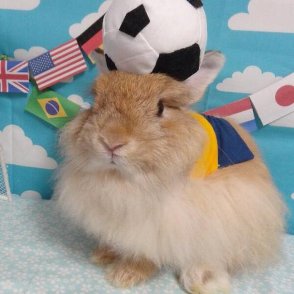 World Cup bunny