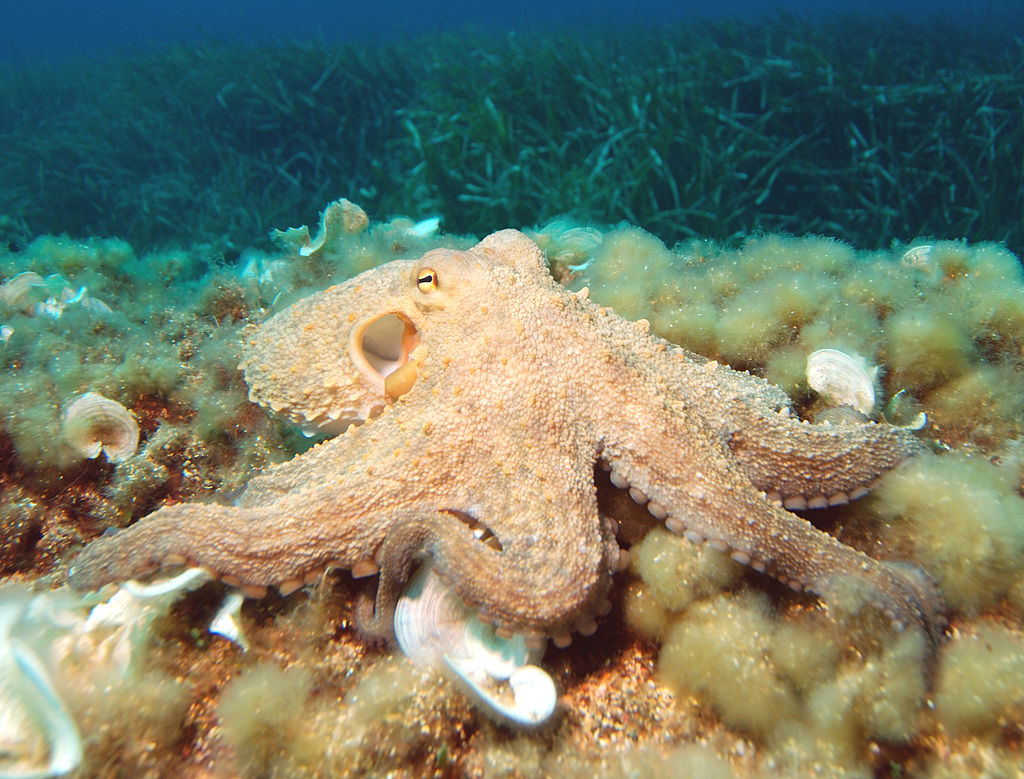 We go octopus hunting, learn how to turn octopus heads insideout