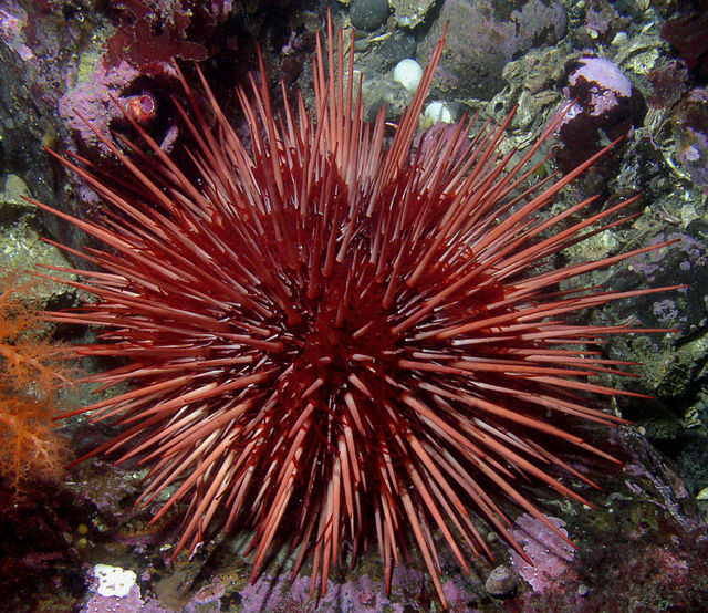 Japanese netizens lament over the long, but sad life of sea urchins