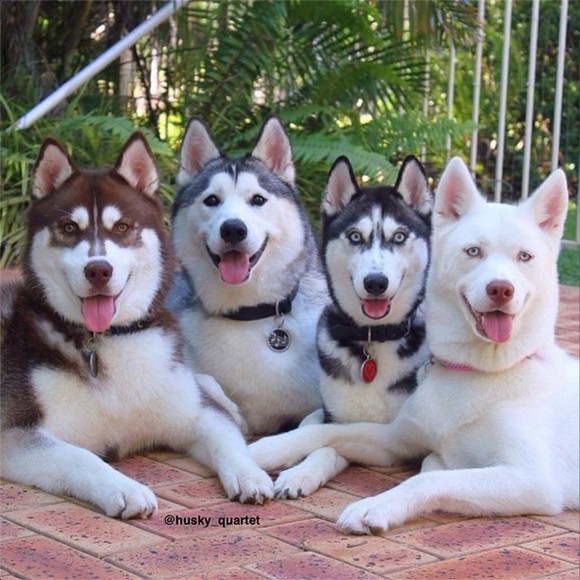 These four Siberian Huskies probably have more followers than you on Instagram!