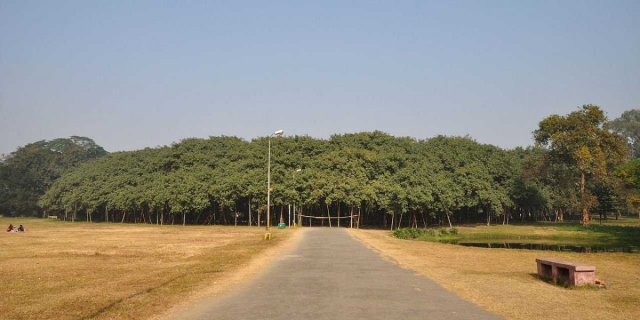 A tree in India is bigger than the average Wal-Mart