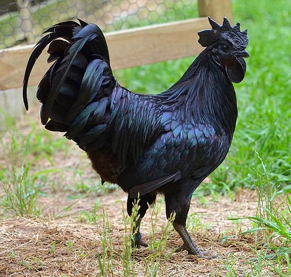 All-black chicken is the second most metal bird you’ll ever see