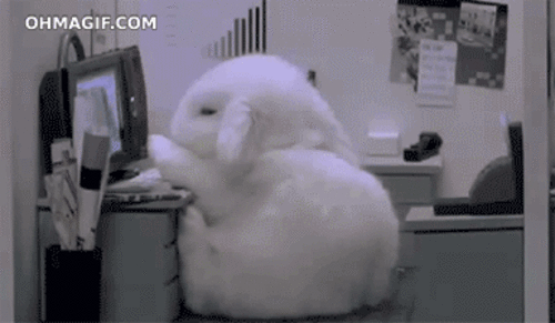 30 squeal-tasticly cute bunny GIFs to get you through the weekend!