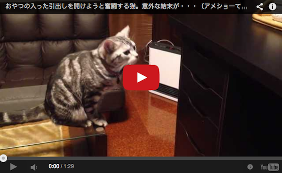 Cute kitty double act takes on drawer, sort of wins