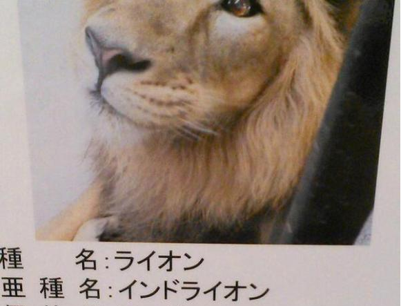 Lion at the Yokohama Zoo looks innocent…until you read his bio