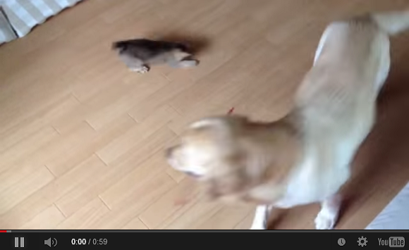 Video of late kitten playing with dog will brighten your day and then leave you crying