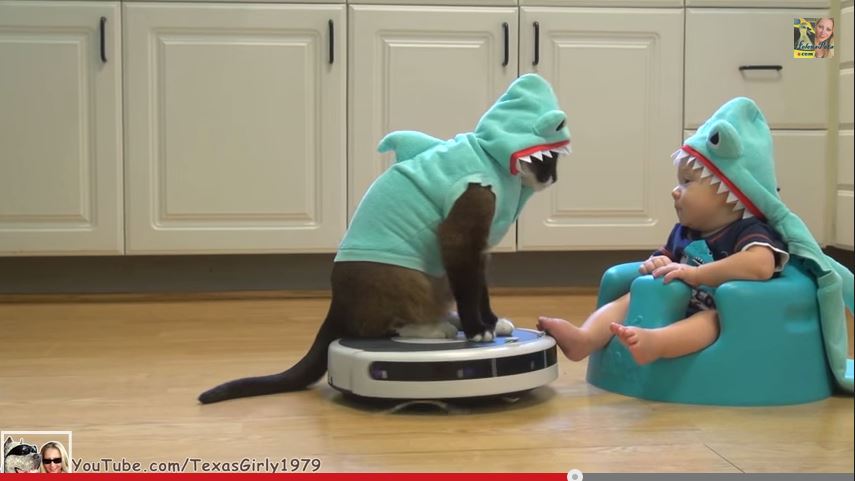 cat on roomba toy