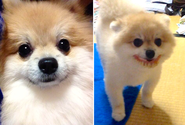 Cute puppy goes to grandmother’s house and finds dentures for toothy grin, hilarious photo op