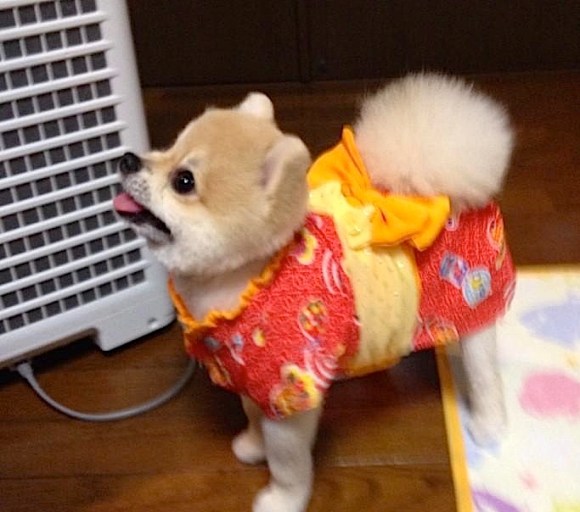 pomeranian dog Puccho in yukata, Japanese Twitter