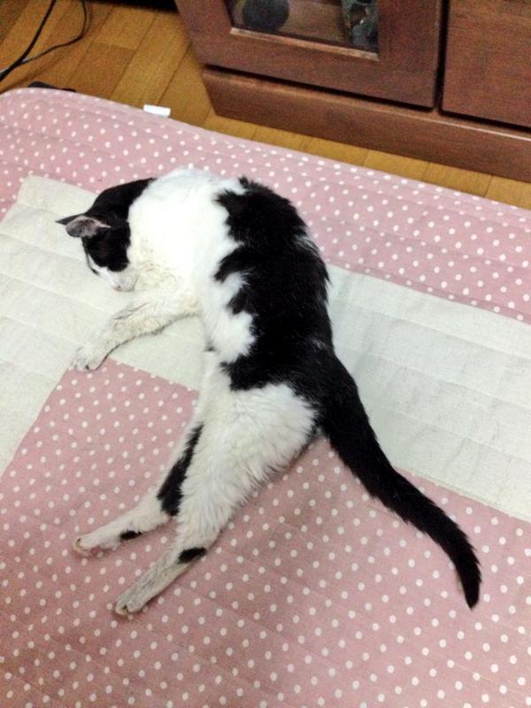 This cat on a cat on a mat is adorable!