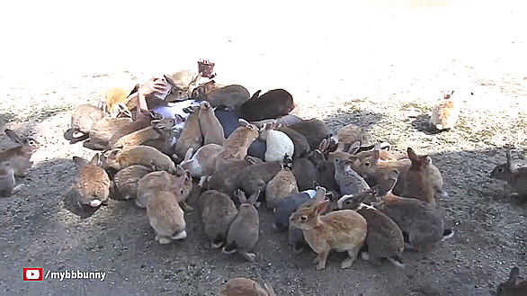 The bunnies! There’s… too many of them! AAARGH!!!