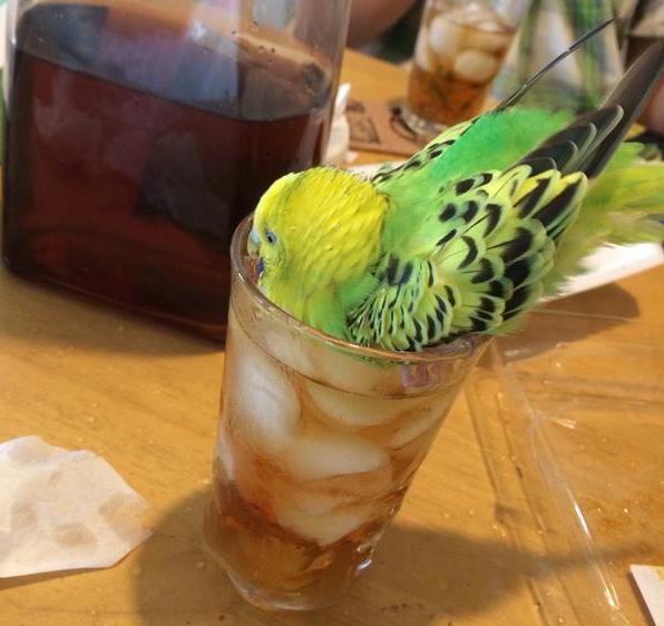 You know it’s hot in Japan when the birds are taking iced tea baths