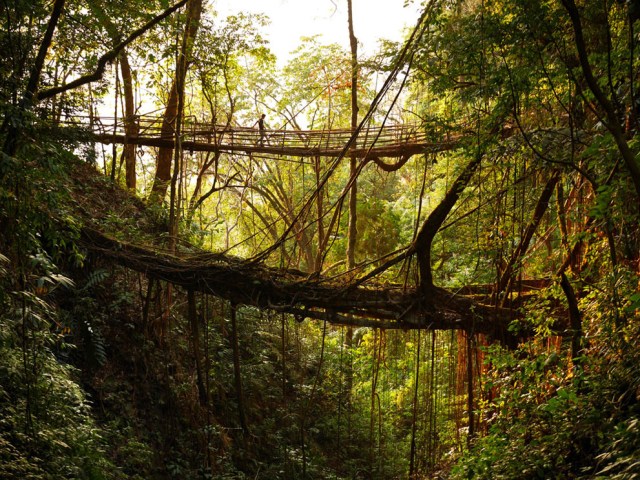 Living tree bridges and other breathtaking scenery at the rainiest place on Earth