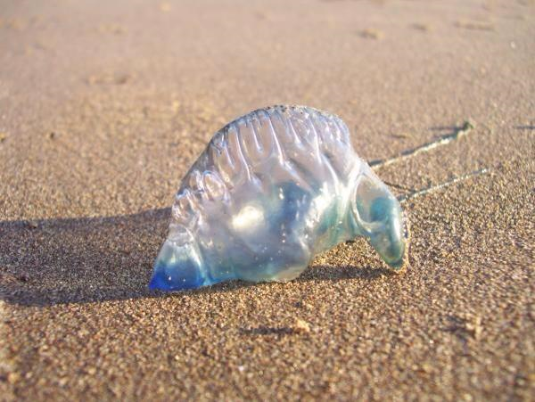 Portuguese man-of-war creating beaches of sadness in Japan with its terrible toxic tentacles