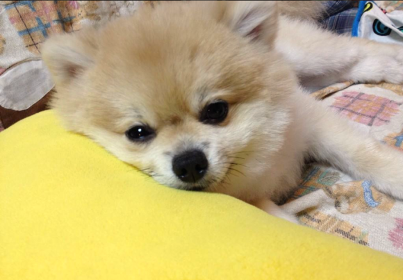 pomeranian dog Puccho, Japanese Twitter