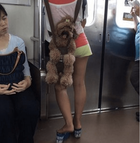 Dog-carrying accessory spotted on Japanese train is awesome, borders on animal abuse