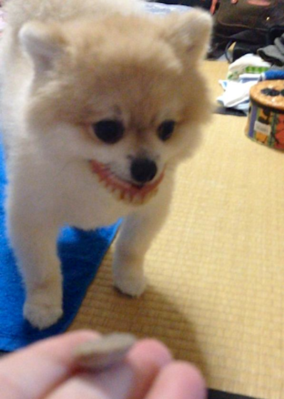 pomeranian dog Puccho with dentures, Japanese Twitter