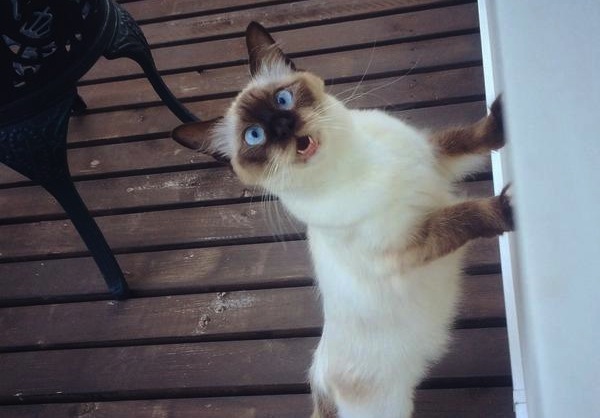 Blue-eyed cat has the best reaction after spotting something strange in the backyard