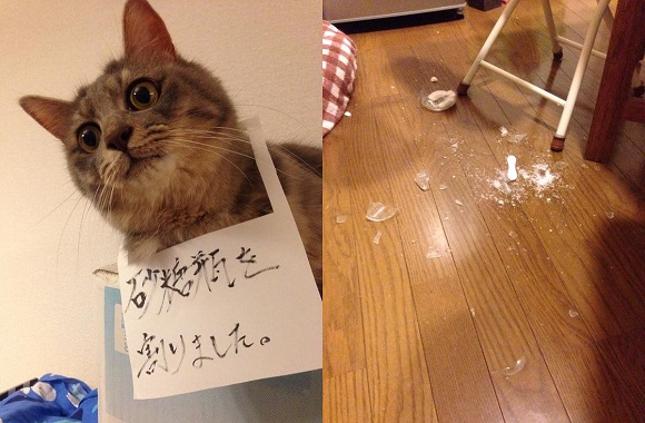 Owner publicly shames misbehaving cat on Twitter, it regrets nothing