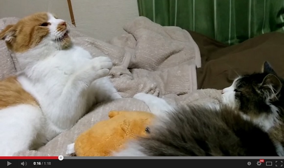Happy Monday! Here’s the cutest cat fight you’ll see all day