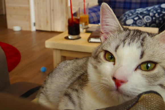 Stylish new cat café in Asakusa would be nice even without the kitties, is awesome with them